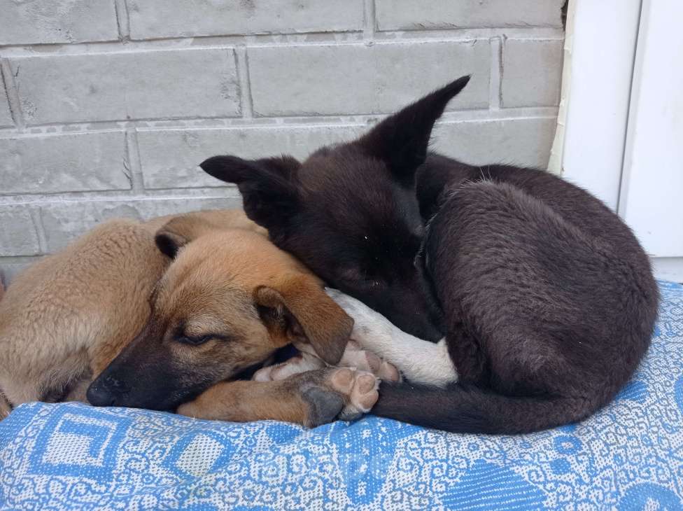 Собаки в Орле: Щенок девочка 3 месяца. Мира. Метис. Отдам бесплатно. Девочка, 5 руб. - фото 2