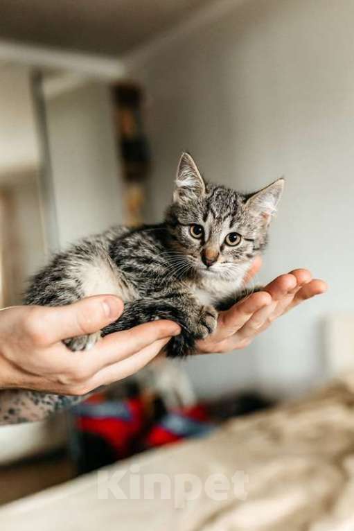 Кошки в Москве: Серый котенок Ласка в добрые руки Девочка, 1 руб. - фото 2