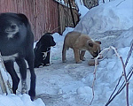 Собаки в Москве: Щенки 2 месяца Москва или Домодедово Мальчик, 3 руб. - фото 2
