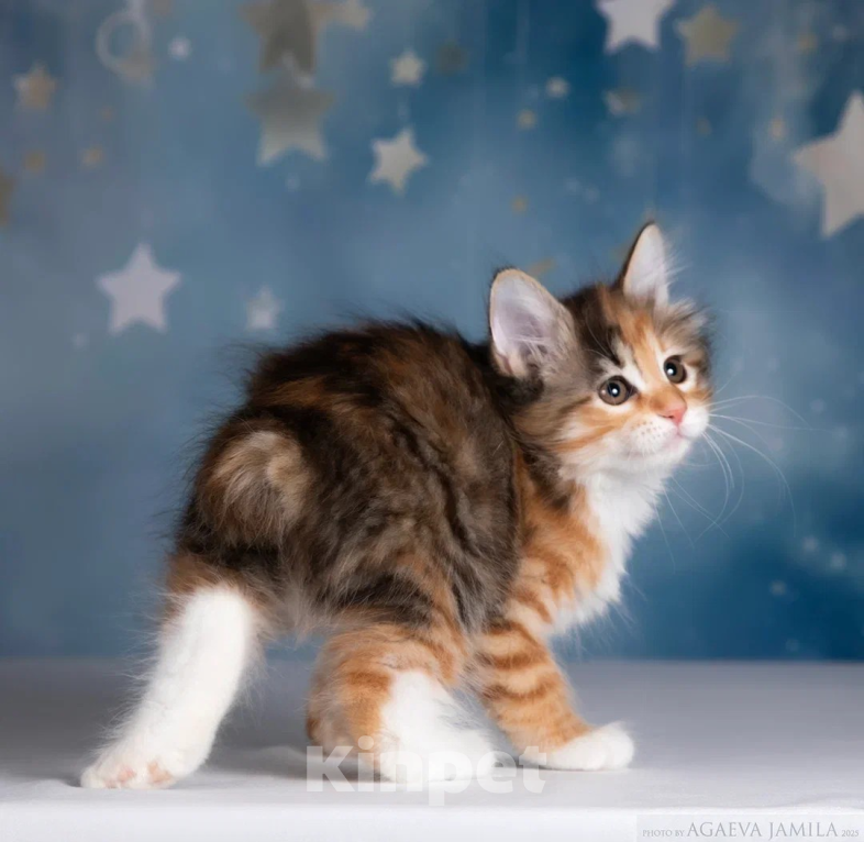 Кошки в других городах Московской области: Кошка курильского бобтейла Девочка, 50 000 руб. - фото 4