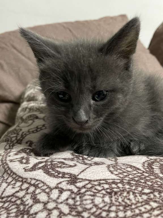 Кошки в других городах Калужской области: Пудрик Мальчик, Бесплатно - фото 3