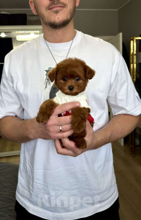 Собаки в Москве: Той пудель Тедди Мальчик, 240 000 руб. - фото 1