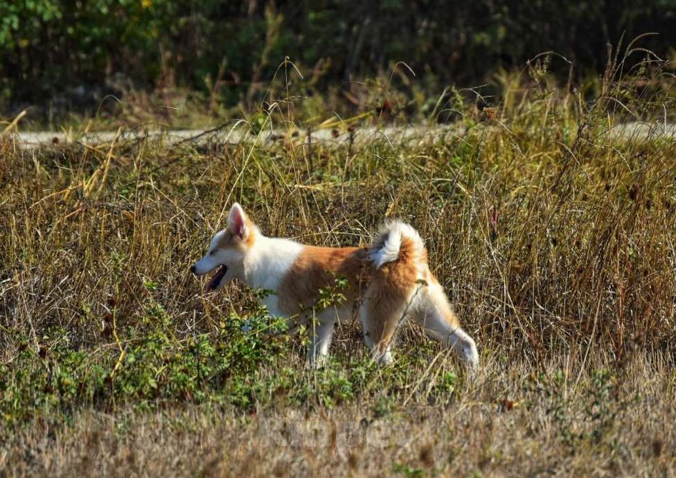 Собаки в Москве: Ненецкая оленегонная лайка, сука Ариша.  Девочка, 60 000 руб. - фото 2
