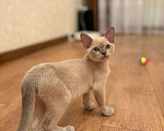 Кошки в Тольятти: Бурманский котенок Мальчик, 25 000 руб. - фото 1