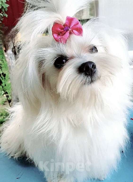 Собаки в Москве: Мальтезе подрощенный Мальчик, 65 000 руб. - фото 2