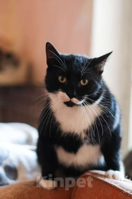 Кошки в Санкт-Петербурге: Маркиз из приюта в добрые руки Мальчик, Бесплатно - фото 3