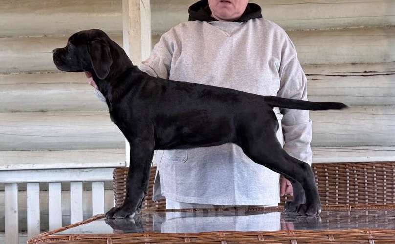 Собаки в других городах Московской области: Щенок Кане Корсо девочка от элитных производителей РКФ Девочка, 50 000 руб. - фото 2