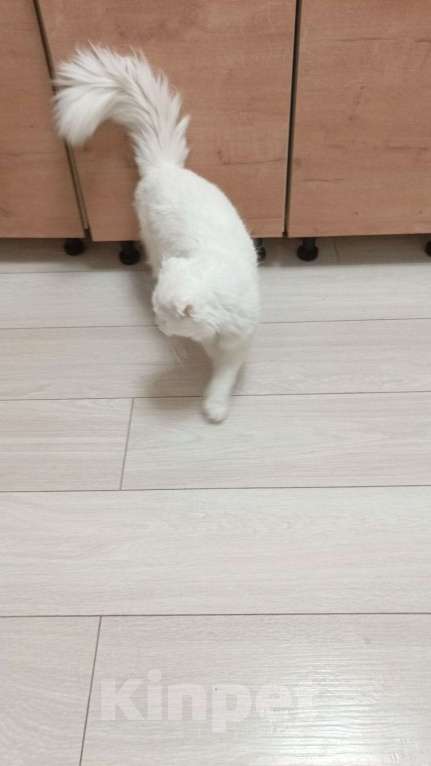 Кошки в Видном: Белый Вислоухий ,красавчик  Мальчик, Бесплатно - фото 2