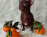 Собаки в Москве: шоколадный мальчик 5 мес мелкий стандарт Мальчик, 35 000 руб. - фото 6