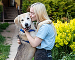 Собаки в Волоколамске: Жизнерадостный мальчишка в добрые руки! Мальчик, Бесплатно - фото 4