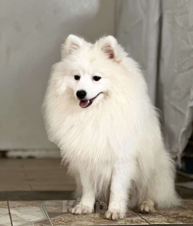 Собаки в Москве: Нинке Рыцарский Дух Из Воронцовского Дворца  Мальчик, 70 000 руб. - фото 3