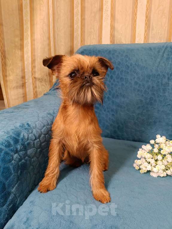 Собаки в Курске: Миниатюрная девочка брюссельский  гриффон  Девочка, 85 руб. - фото 2