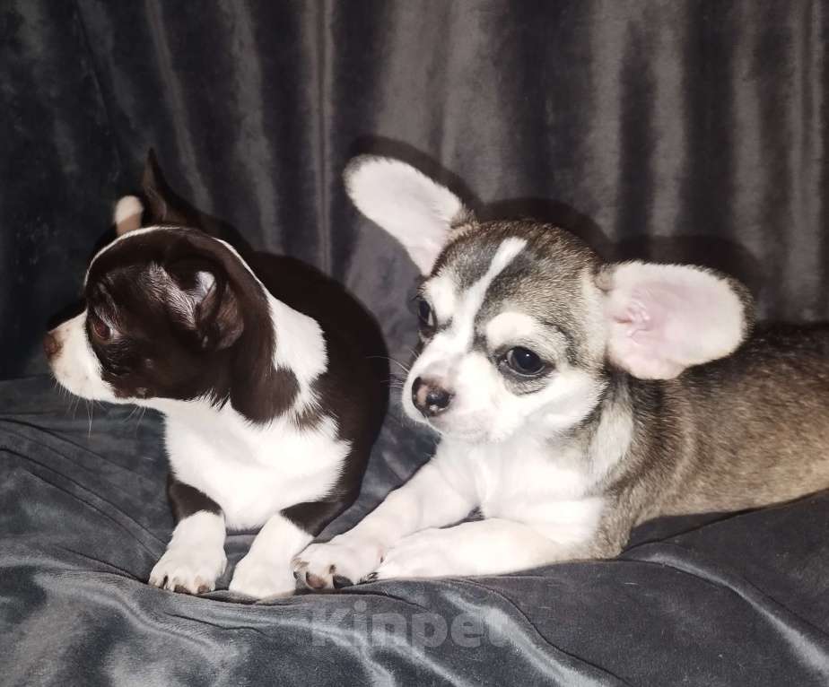 Собаки в Видном: Щенки чихуахуа Девочка, 30 000 руб. - фото 9