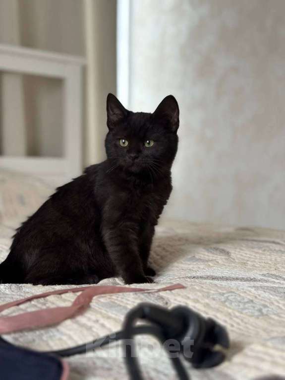 Кошки в Москве: котенок Агат ищет дом Мальчик, Бесплатно - фото 10