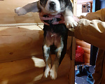 Собаки в Мценске: Продам собаку Мальчик, 8 000 руб. - фото 1
