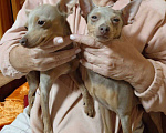 Собаки в Ялте: Элитные щенки  Девочка, 20 000 руб. - фото 1