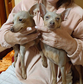 Объявление: Элитные щенки , 20 000 руб., Ялта