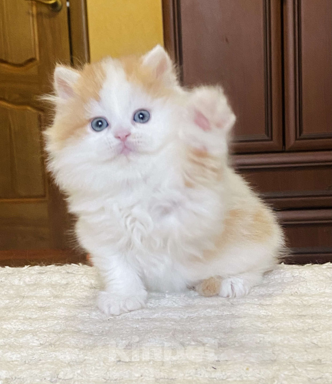 Кошки в Нижнем Новгороде: Котик к новогодним праздникам  Мальчик, 20 000 руб. - фото 3