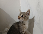 Кошки в Омске: Котёнок ищет дом Мальчик, Бесплатно - фото 1