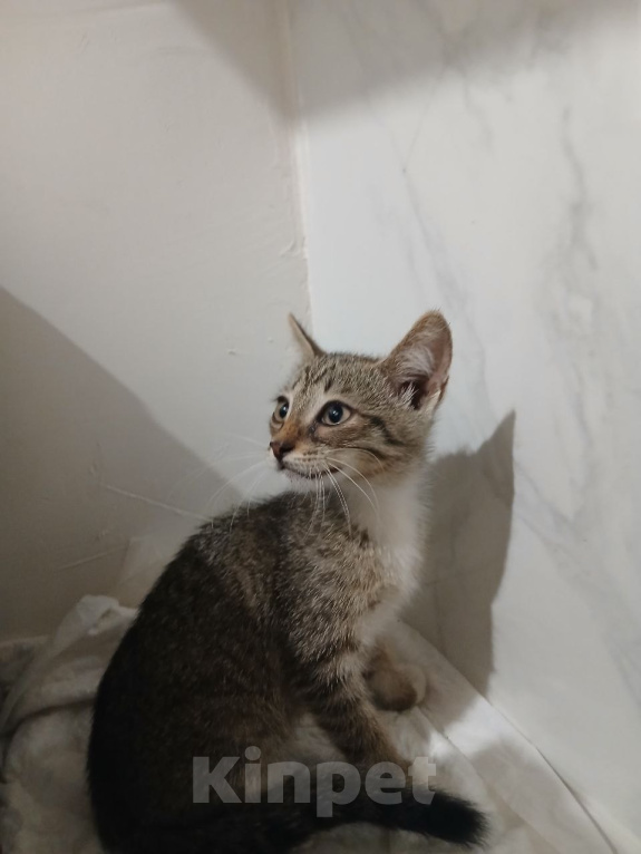 Кошки в Омске: Котёнок ищет дом Мальчик, Бесплатно - фото 1