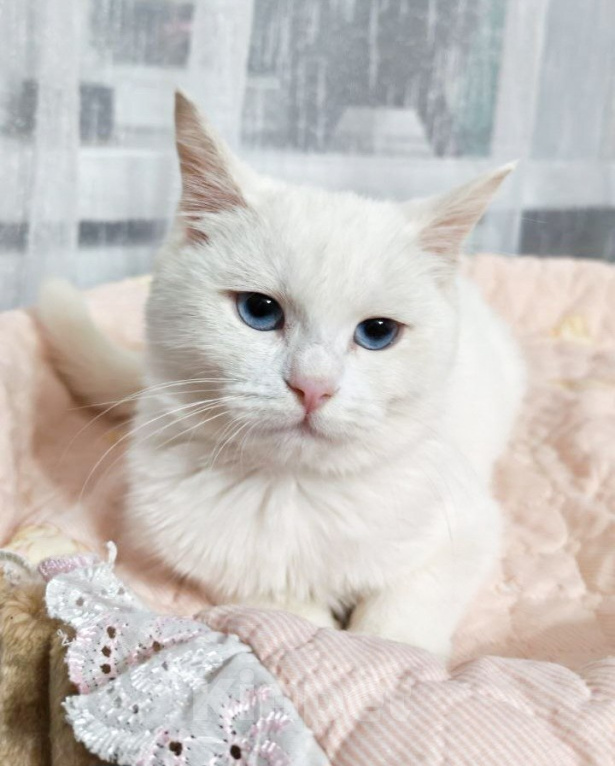 Кошки в Москве: Котенок Севара ищет дом Девочка, Бесплатно - фото 2