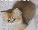 Кошки в Москве: Котечка Девочка, 35 000 руб. - фото 1