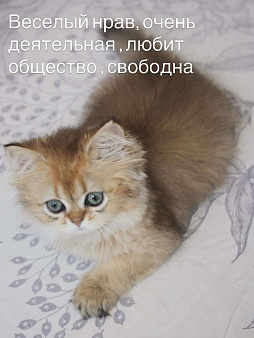 Котечка