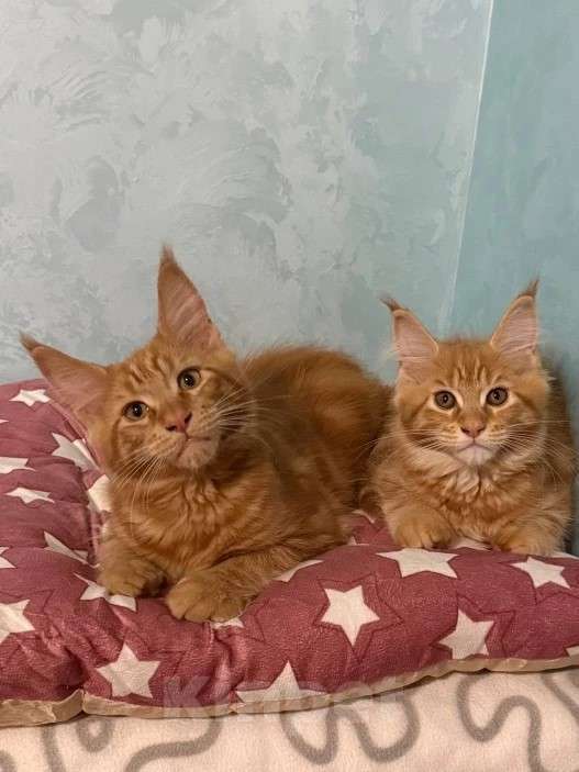 Кошки в Москве: Котята мейн-кун Девочка, 15 000 руб. - фото 1