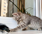 Кошки в Москве: Трогательный котенок Крендель в добрые руки Мальчик, Бесплатно - фото 3