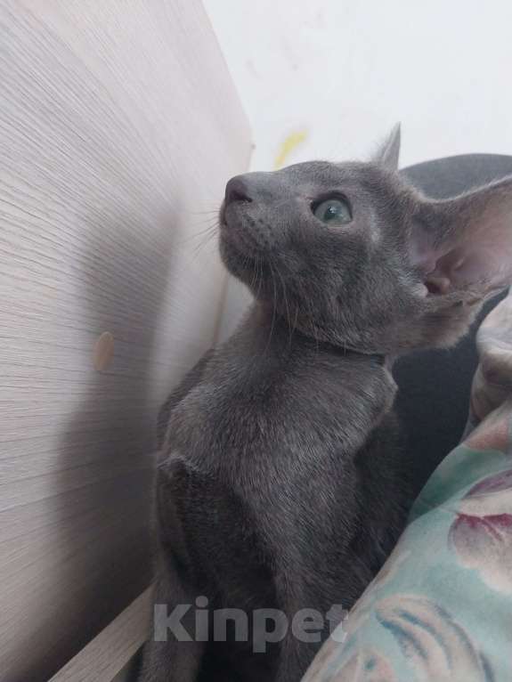 Кошки в Краснодаре: Ори девочка голубого окраса   Девочка, 20 000 руб. - фото 2