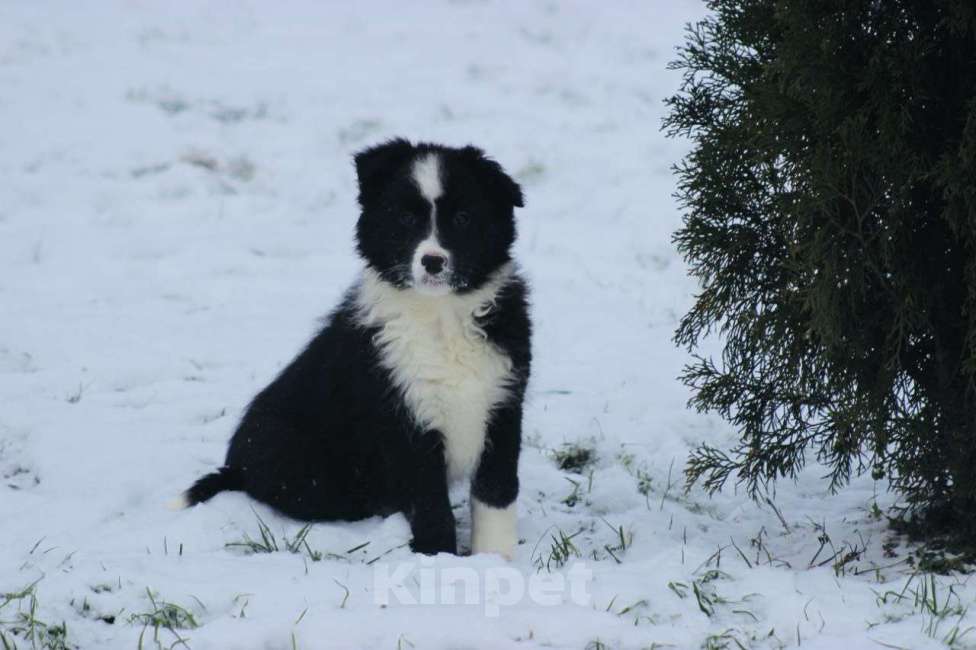 Собаки в других городах Московской области: Щенки Бордер Колли  Девочка, 90 000 руб. - фото 3