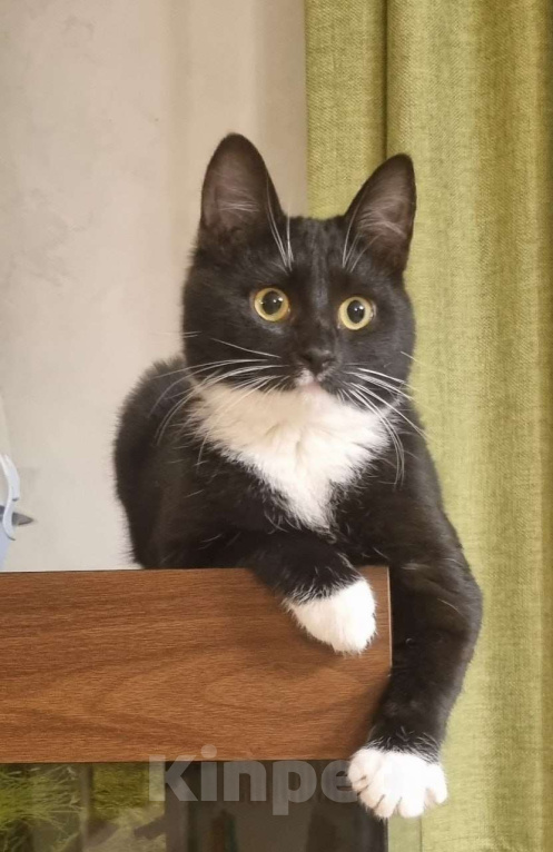 Кошки в Москве: Миниатюрная  кокетка  Жаклин Девочка, Бесплатно - фото 1