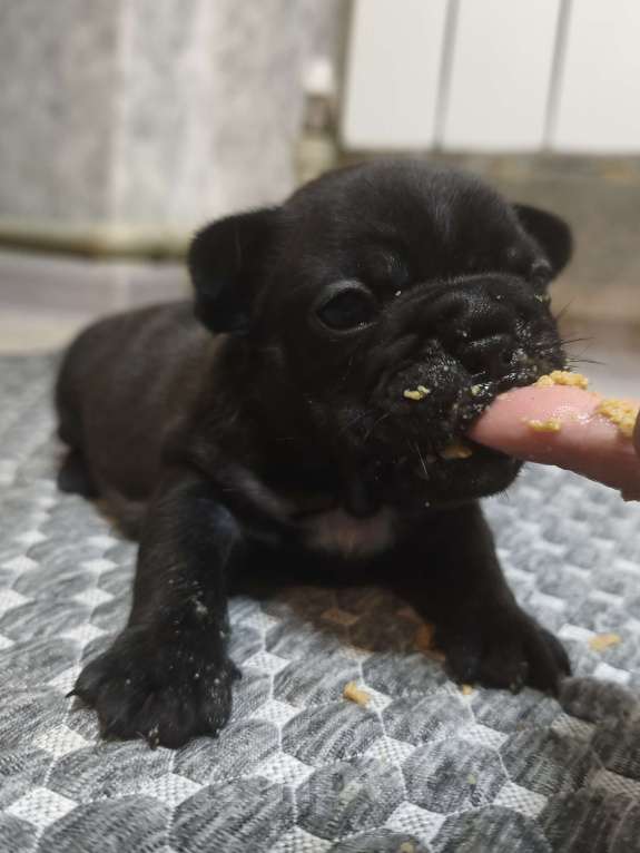 Собаки в Севастополе: Дебора Великолепная Девочка, 70 000 руб. - фото 2