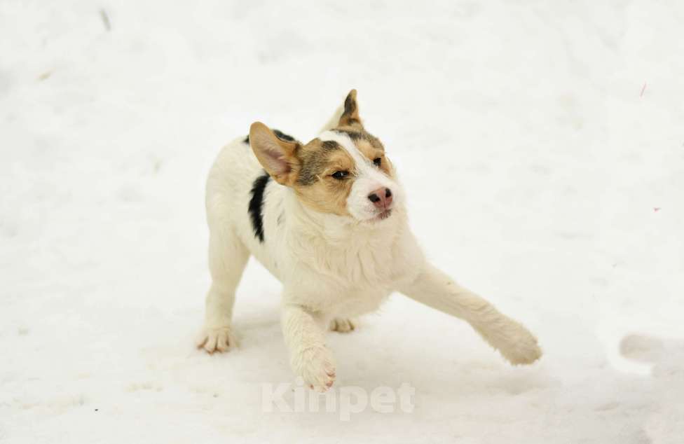 Собаки в Москве: Ева в добрые руки Девочка, Бесплатно - фото 3