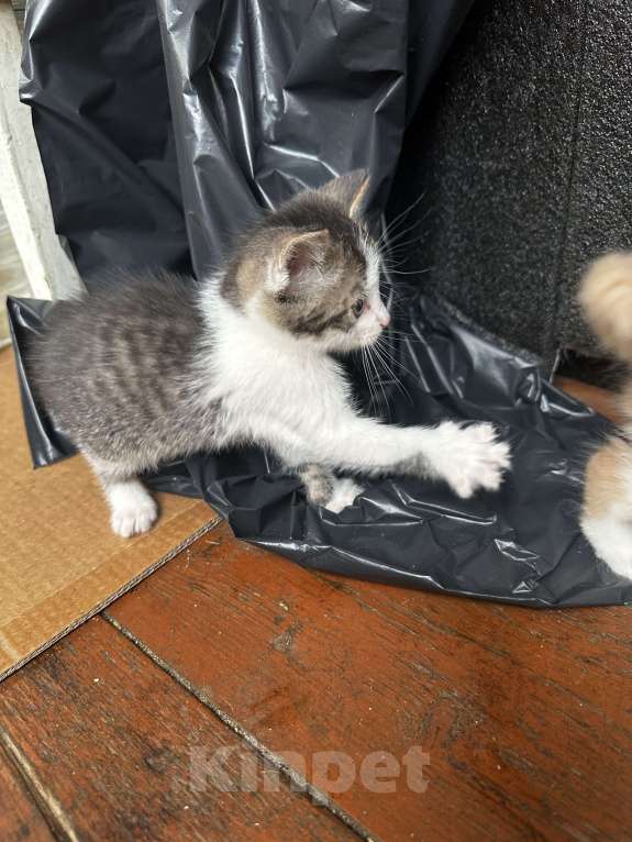 Кошки в Москве: Котенок мальчик Мальчик, Бесплатно - фото 2