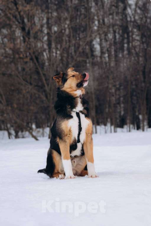 Собаки в Москве: Щенок 5 месяцев Моцарт очень нуждается в доме Мальчик, Бесплатно - фото 3