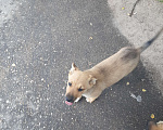 Собаки в Кубинке: Коля Мальчик, Бесплатно - фото 6