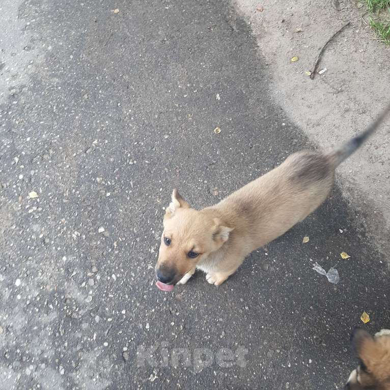 Собаки в Кубинке: Коля Мальчик, Бесплатно - фото 6