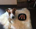 Собаки в Химках: Кобель Джек Рассел Терьера для вязки Мальчик, 5 000 руб. - фото 4