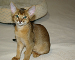 Кошки в Орле: Абиссинские котята Девочка, 20 000 руб. - фото 4