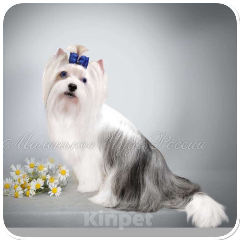 Собаки в Москве: Большой йорк мальчик блю мерле Мальчик, Бесплатно - фото 7