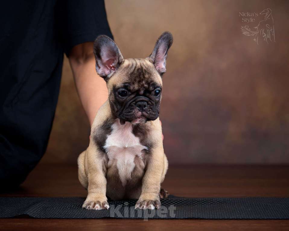 Собаки в Ростове-на-Дону: Готова к переезду.  Девочка, 50 000 руб. - фото 4