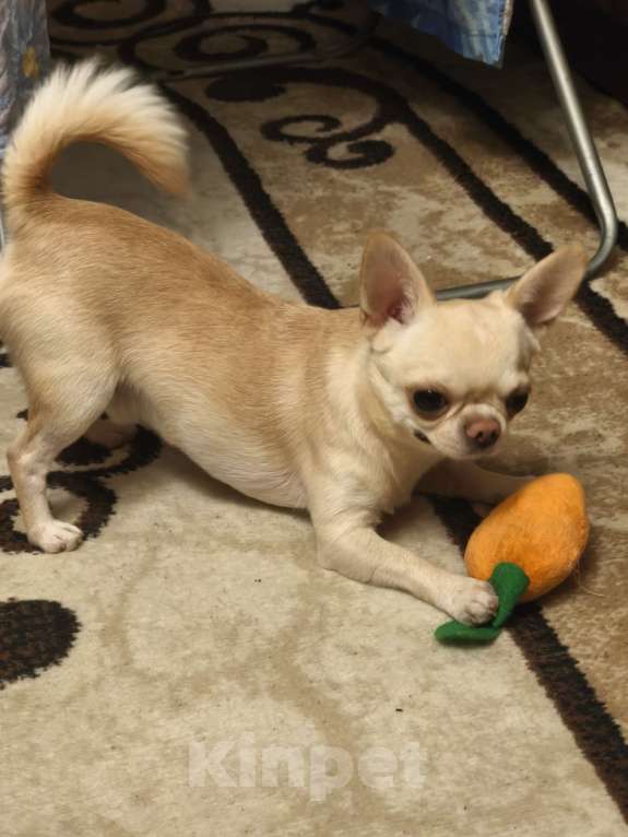 Собаки в Донецке: Предлагается на вязку, кобель породы чихуахуа. Мальчик, 10 000 руб. - фото 7