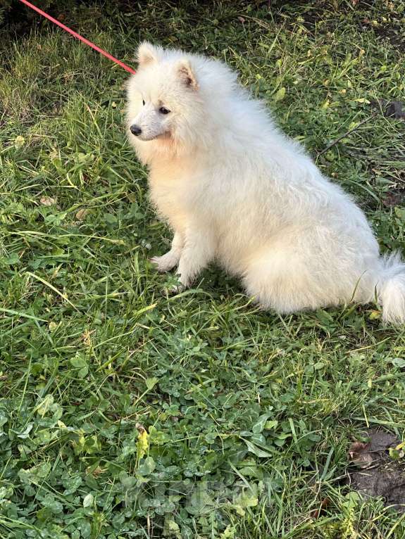 Собаки в Москве: Энри Петто Из Воронцовского Дворца  Мальчик, 50 000 руб. - фото 4