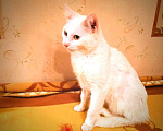 Кошки в Москве: Бедный Альбус. Белый кот в добрые руки. Мальчик, Бесплатно - фото 8