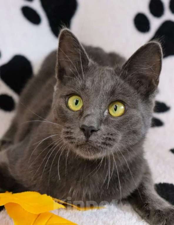 Кошки в Воронеже: Карат драгоценен для хозяина Мальчик, 100 руб. - фото 2