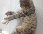 Кошки в Санкт-Петербурге: Отдам в хорошие руки кота Мальчик, 10 руб. - фото 10