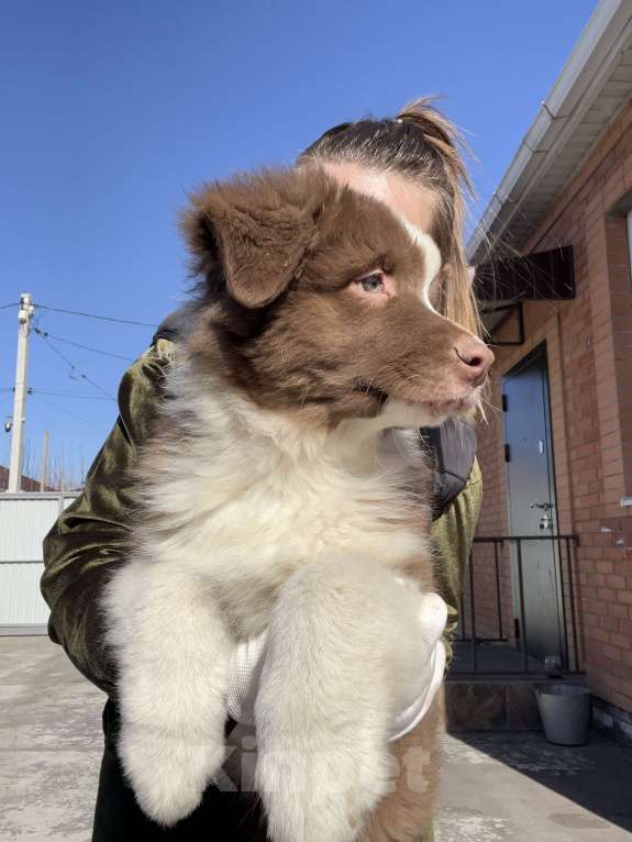 Собаки в Ростове-на-Дону: Щенок Мальчик, 60 000 руб. - фото 2