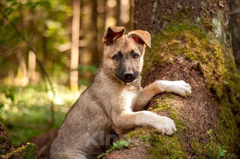 Собаки в Москве: Щенок овчарки зонарного окраса Орфей в добрые руки Мальчик, 1 руб. - фото 3