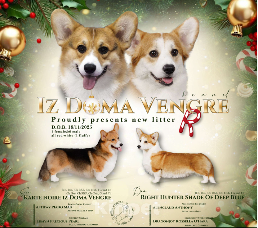 Собаки в Москве: Щенки вельш корги пемброк в поиске своих лучших семей. Мальчик, Бесплатно - фото 5